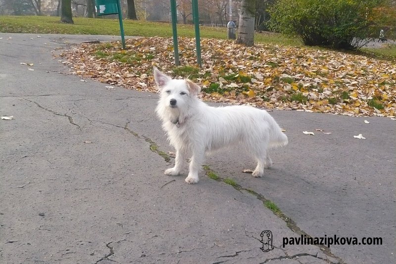 Na jedné z prvních procházek v Riegrových sadech.
